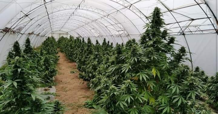 24-годишник од Битола купил семе од канабис од Америка и засадил цела парцела